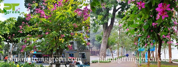 Ứng dụng trồng cây móng bò tại công viên, đường phố, khu đô thị