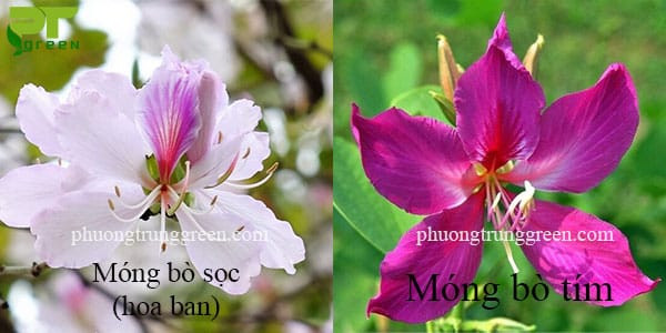 So sánh các dạng hoa của cây móng bò trắng và móng bò tím