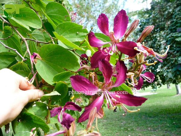 Hình ảnh chi tiết lá móng bò và hoa