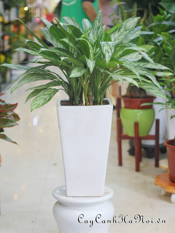 Hình ảnh minh họa: Cây Ngân Hậu