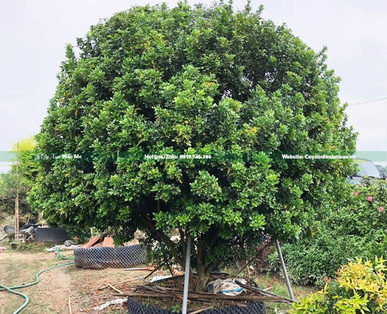 Cây hoa ngâu vàng kích thước lớn