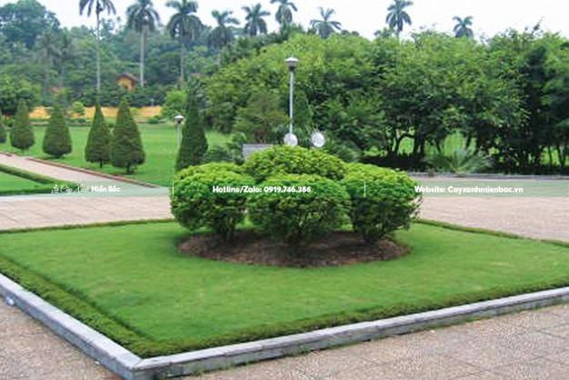 Cây hoa ngâu được trồng làm cảnh quan khuôn viên