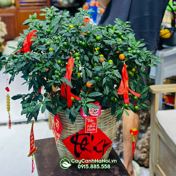 Ớt cảnh chơi tết