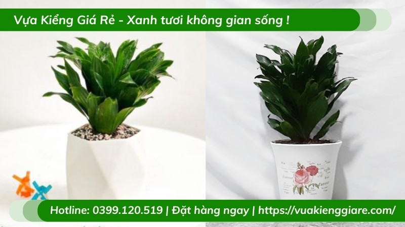 Cây phát tài Úc trồng chậu để bàn làm việc