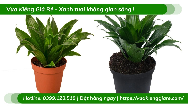 Cây phát tài Úc trồng chậu để bàn làm việc