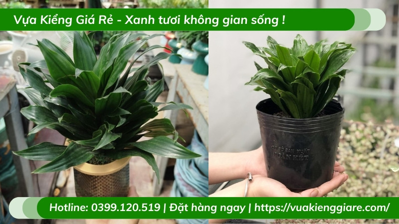 Cây phát tài Úc trồng chậu để bàn làm việc