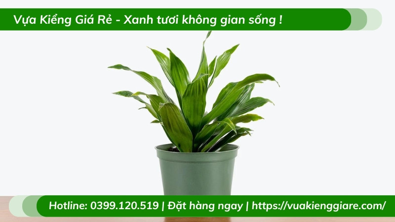 Cây phát tài Úc trồng chậu để bàn làm việc