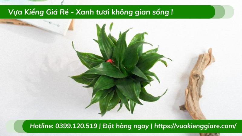 Cây phát tài Úc trồng chậu để bàn làm việc