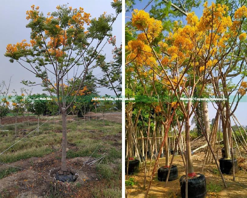 Cây phượng vàng hoa đẹp