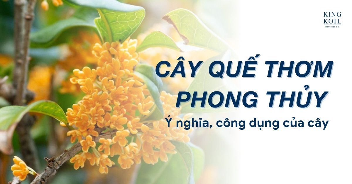 Cây quế thơm lá xanh, hoa trắng nhỏ, biểu tượng phong thủy may mắn.