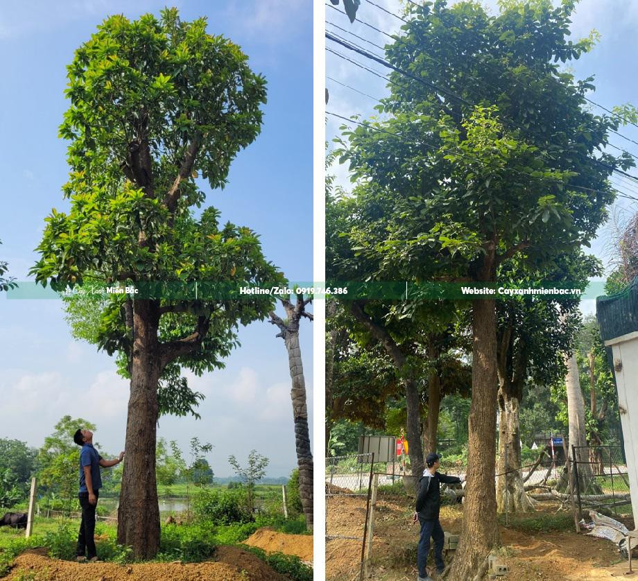 Cây Sang Đại Thụ đường kính gốc trên 35cm