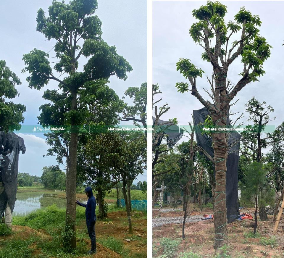 Cây Sang công trình kích thước lớn với đường kính gốc trên 25cm
