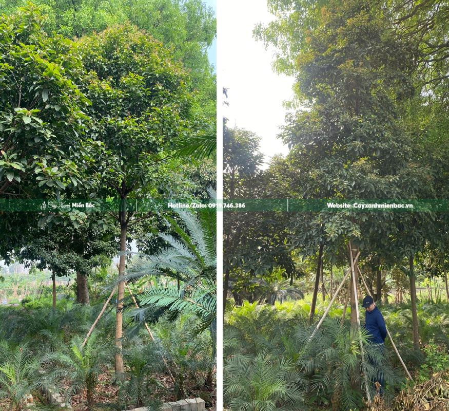Cây Sang công trình tại vườn ươm dâm ủ