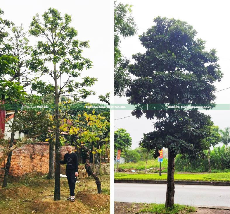 Trồng Cây Sang tạo cảnh quan tại công trình đô thị