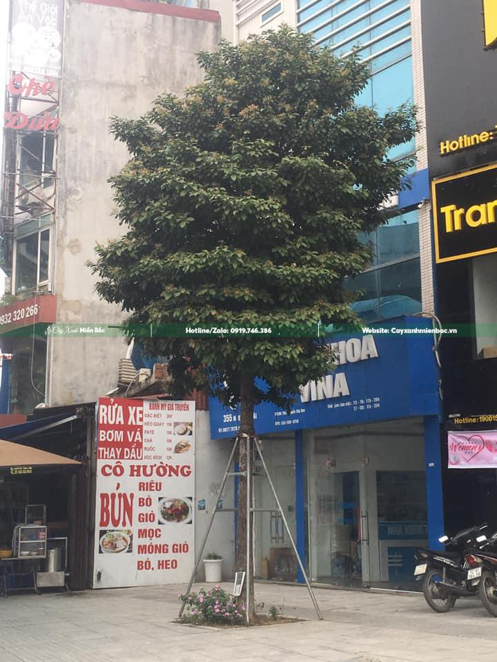 Cây Sang trưởng thành trồng dọc vỉa hè đường phố