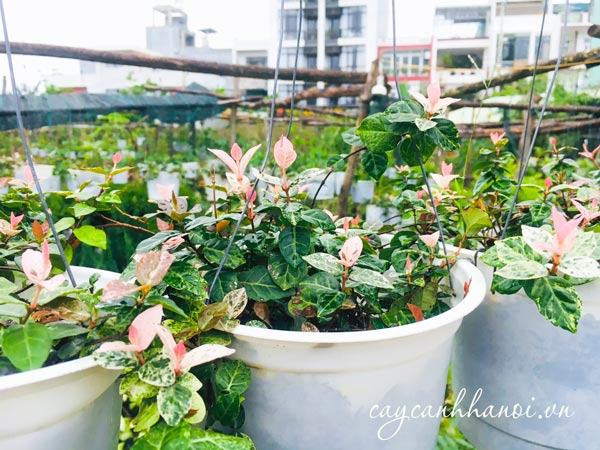 Chậu cây thằn lằn cẩm thạch dạng dây leo rủ xuống, thích hợp trồng chậu treo trang trí ban công hoặc cửa sổ.