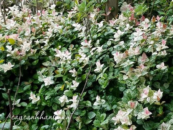 Cây thằn lằn cẩm thạch được trồng leo trên hàng rào, tạo bức tường xanh cổ kính và mát mẻ cho ngôi nhà.