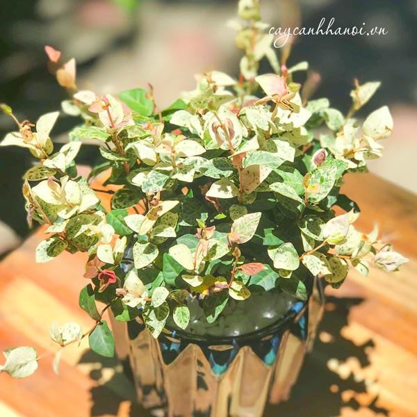 Toàn cảnh cây thằn lằn cẩm thạch xanh tươi, tượng trưng cho ý nghĩa phong thủy mang lại tài lộc và thịnh vượng cho gia chủ.