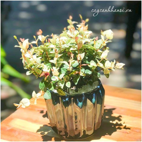 Cây thằn lằn cẩm thạch lá cẩm thạch được trồng trong chậu sứ nhỏ để bàn trang trí nội thất.