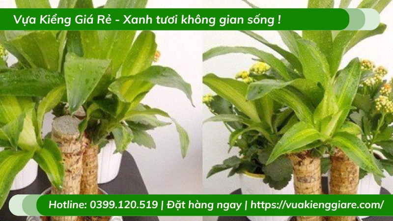 Cây thiết mộc lan chậu nhỏ để bàn