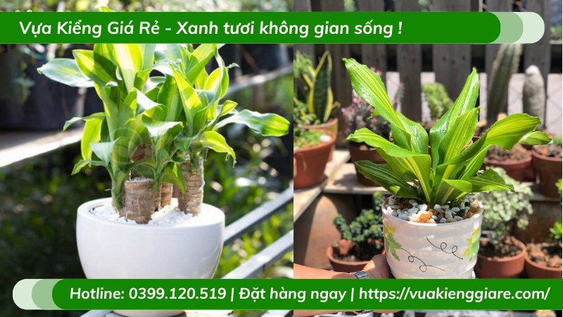 Cây thiết mộc lan chậu nhỏ để bàn