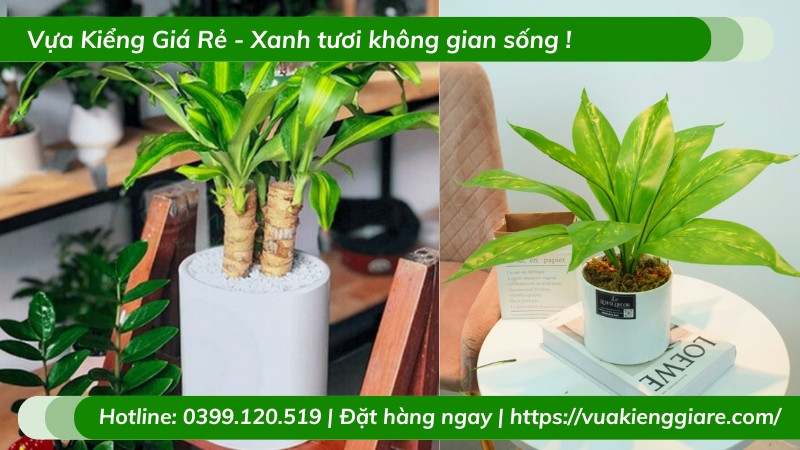 Cây thiết mộc lan chậu nhỏ để bàn
