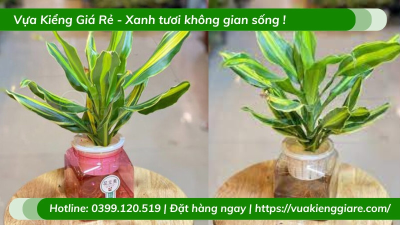 Cây thiết mộc lan chậu nhỏ để bàn