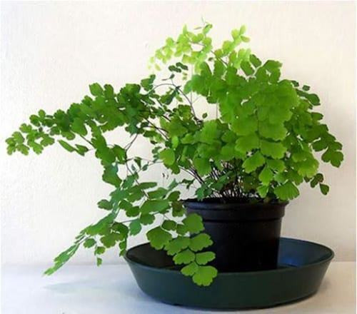 Cây tóc thần vệ nữ