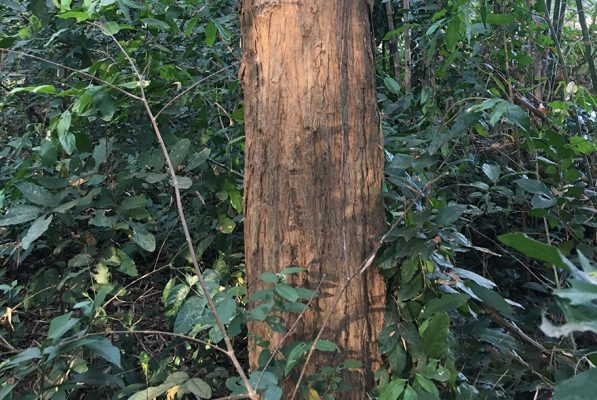 Gỗ Trắc Đỏ - Chất lượng cao, màu sắc đẹp