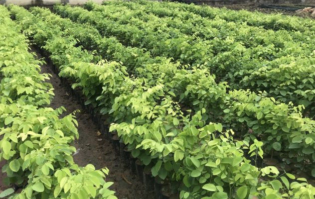 Kỹ thuật nhân giống cây trắc đỏ