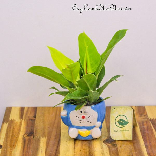 Hình ảnh minh họa: Cây Trầu Bà Đế Vương vàng