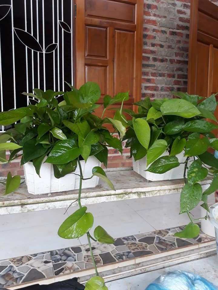 Trồng cây trầu bà trong nhà mang lại nhiều may mắn