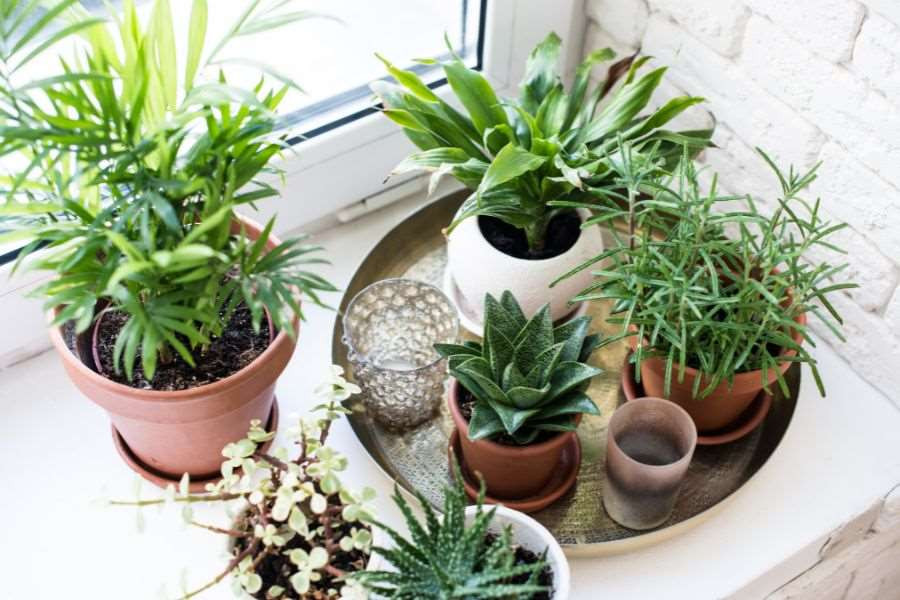 Hình ảnh cây cảnh trong nhà, minh họa khả năng xua đuổi côn trùng và lọc không khí, tốt cho sức khỏe