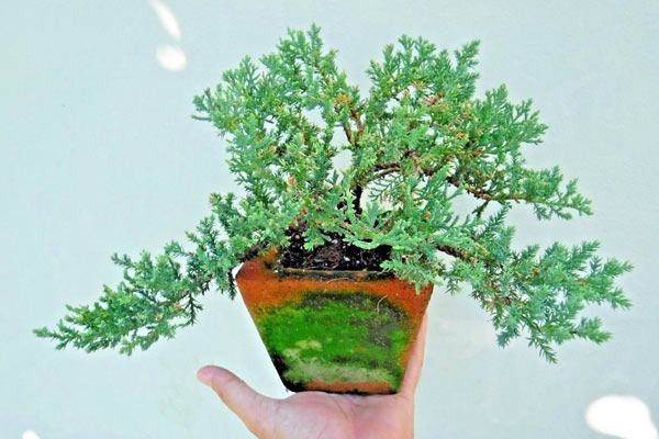 Chậu cây tùng kim mini đặt trang trí bàn làm việc