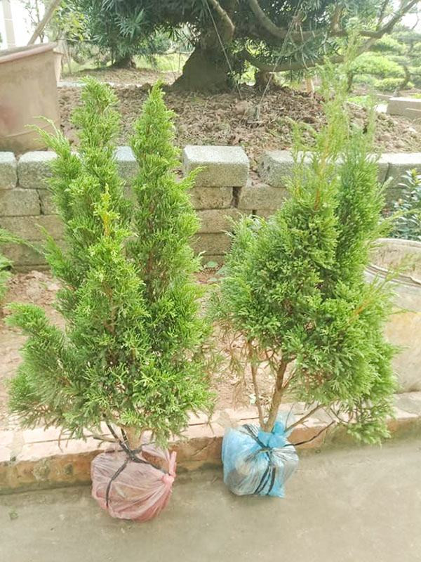 Cây tùng kim dáng cao trồng làm cảnh quan sân vườn