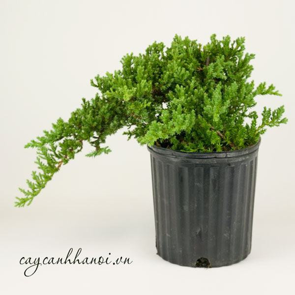 Cây tùng kim dáng bonsai lá kim xanh mướt