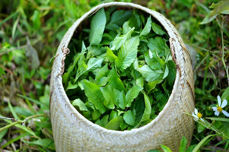 Cách chế biến dược liệu từ cây xuyến chi: phơi khô thân và hoa sau khi thu hái
