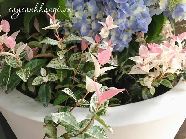 Hướng dẫn chi tiết cách chăm sóc cây vảy ốc cẩm thạch bao gồm tưới nước, bón phân và cắt tỉa.