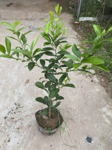 Cận cảnh chùm quả chanh tứ quý căng mọng nước