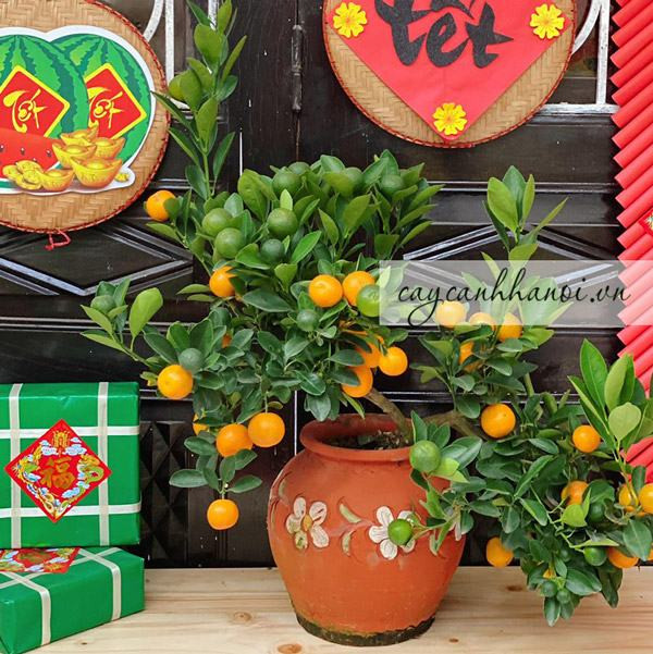 Cây Quất Mang Đến Sự Như Ý Cát Tường