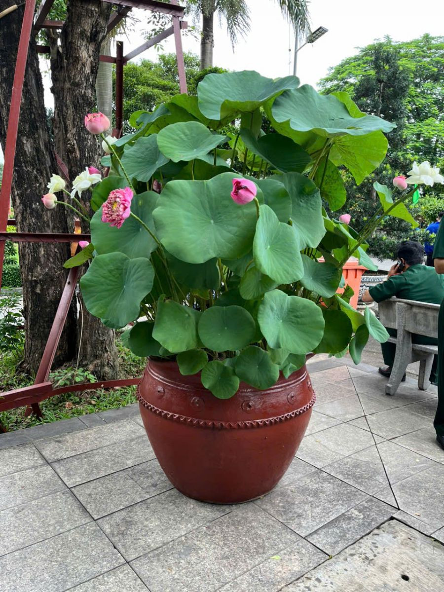 Chậu gốm trồng sen