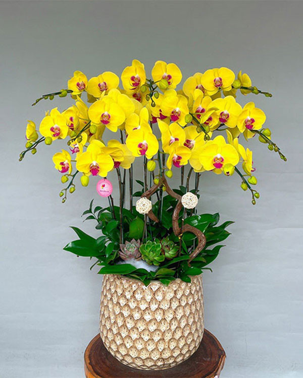 Chậu lan hồ điệp 10 cành màu vàng sang trọng
