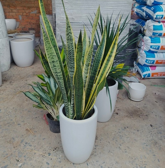 Chậu sứ trồng cây màu trắng hình bom trang trí không gian xanh