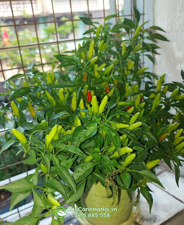 Chậu ớt kiểng đa dạng màu sắc