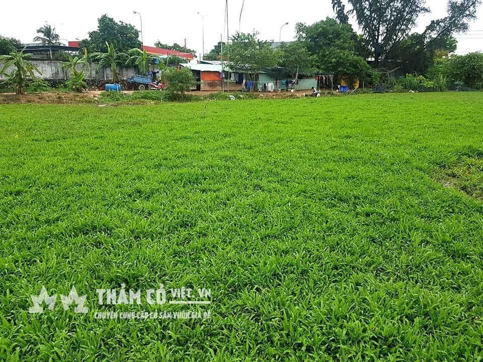 cỏ tre