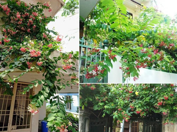 Dây sử quân tử trồng trên giàn đơn.