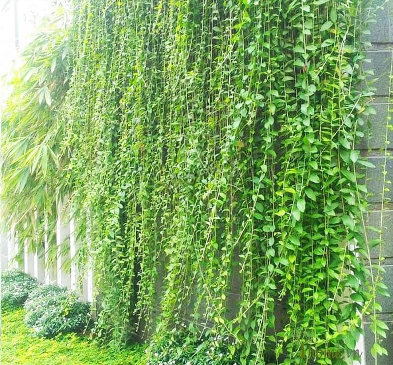 Cây cúc tần ấn độ