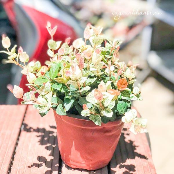 Hình ảnh cận cảnh lá cây thằn lằn cẩm thạch cho thấy sự pha trộn màu sắc độc đáo giữa xanh, trắng và hồng nhạt.