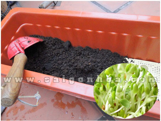 Chuẩn bị đất sạch tơi xốp là yếu tố quyết định thành công trong cách trồng rau.