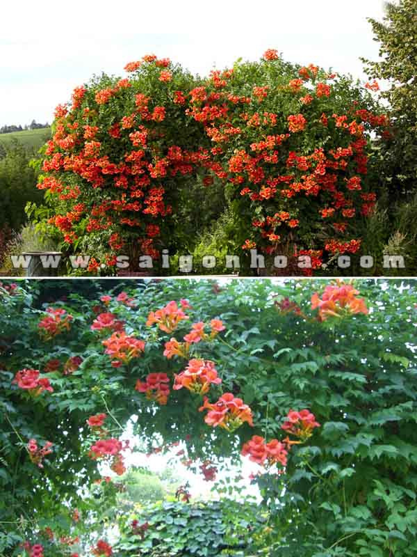 Vòm cổng được trang trí bởi dây đăng tiêu.